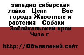 западно сибирская лайка › Цена ­ 0 - Все города Животные и растения » Собаки   . Забайкальский край,Чита г.